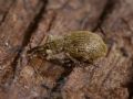 Trichopterapion holosericeum